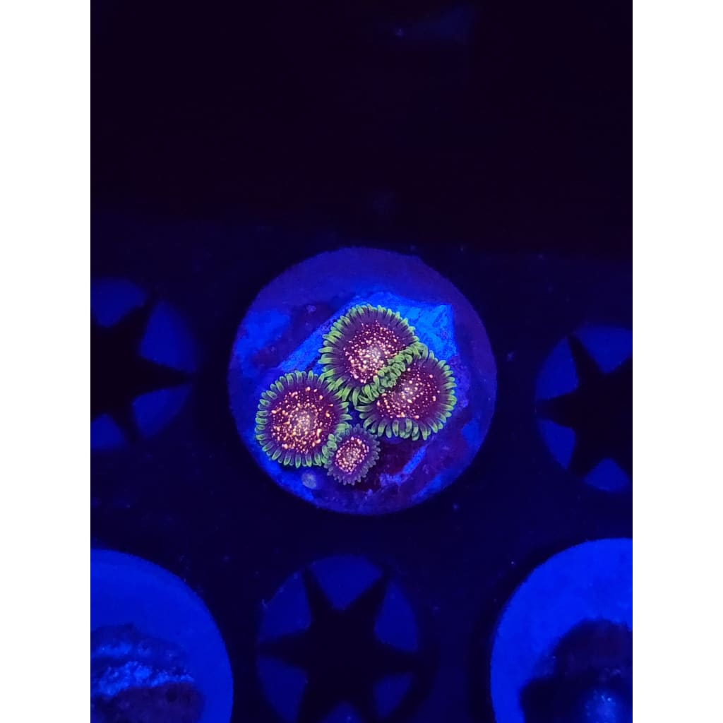 Cosmic Combustion Zoanthid Frag WYSIWYG!