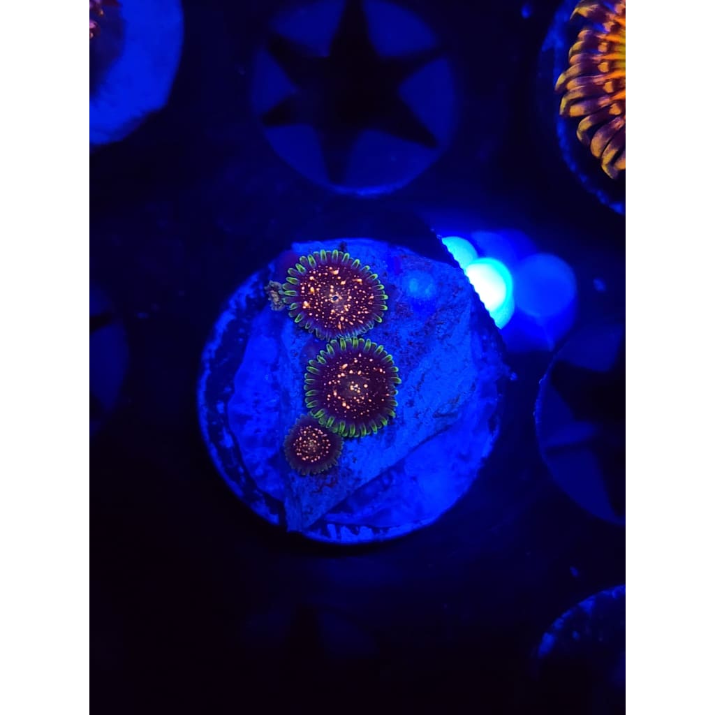 Cosmic Combustion Zoanthid Frag WYSIWYG!