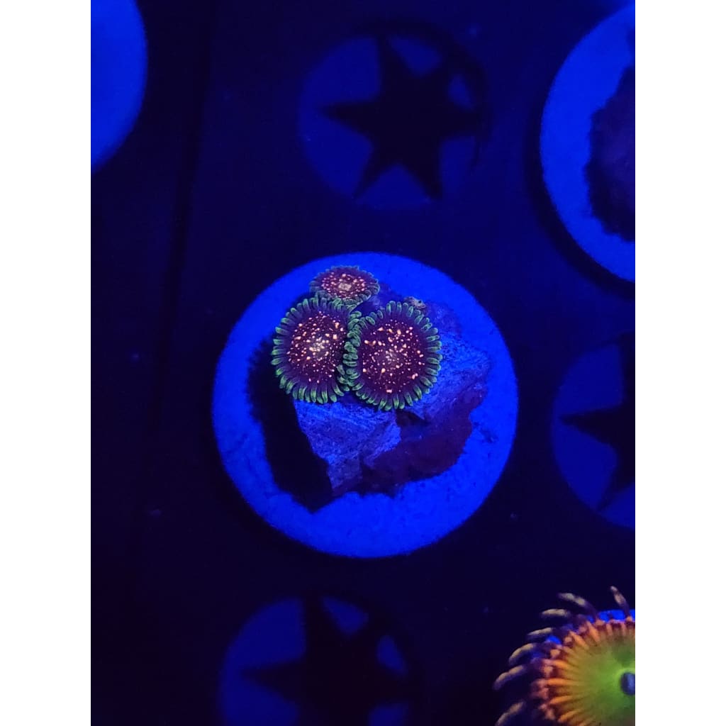Cosmic Combustion Zoanthid Frag WYSIWYG!
