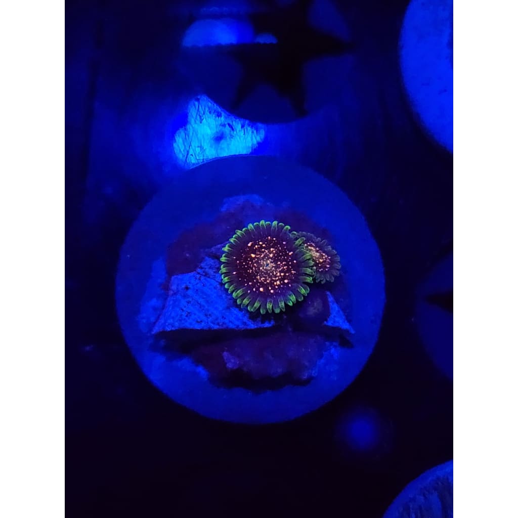 Cosmic Combustion Zoanthid Frag WYSIWYG!