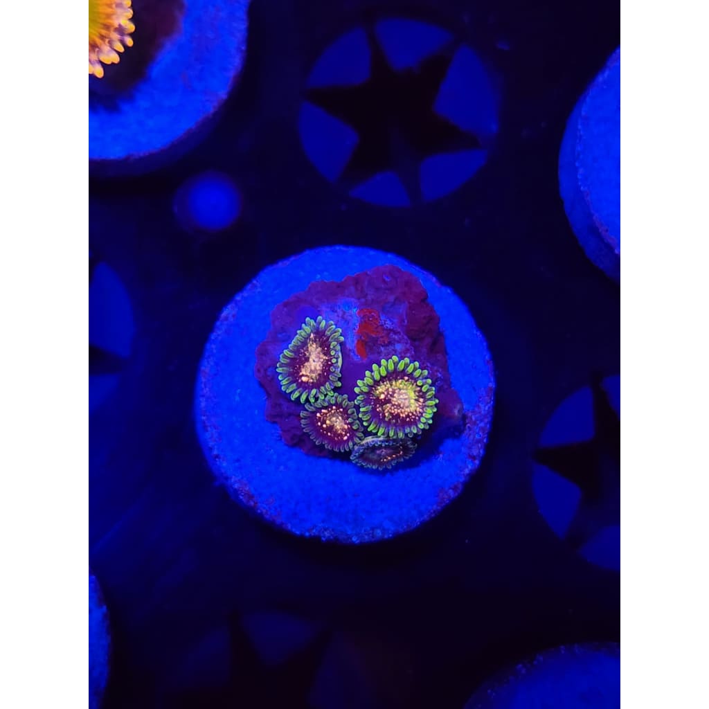 Cosmic Combustion Zoanthid Frag WYSIWYG!