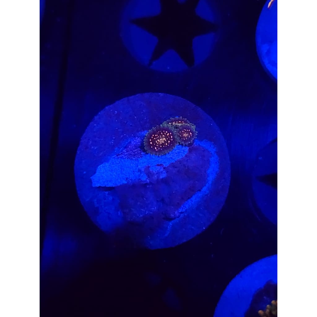Cosmic Combustion Zoanthid Frag WYSIWYG!