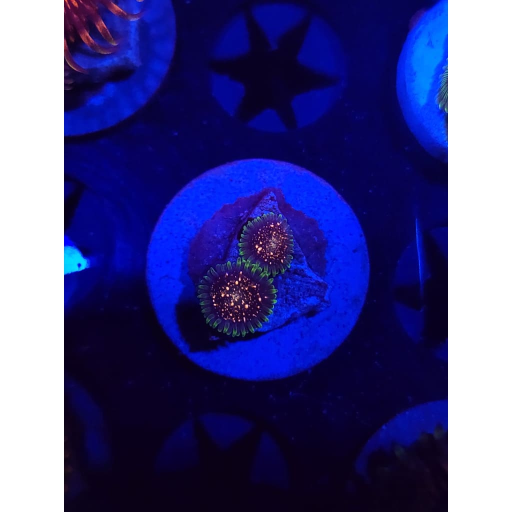 Cosmic Combustion Zoanthid Frag WYSIWYG!