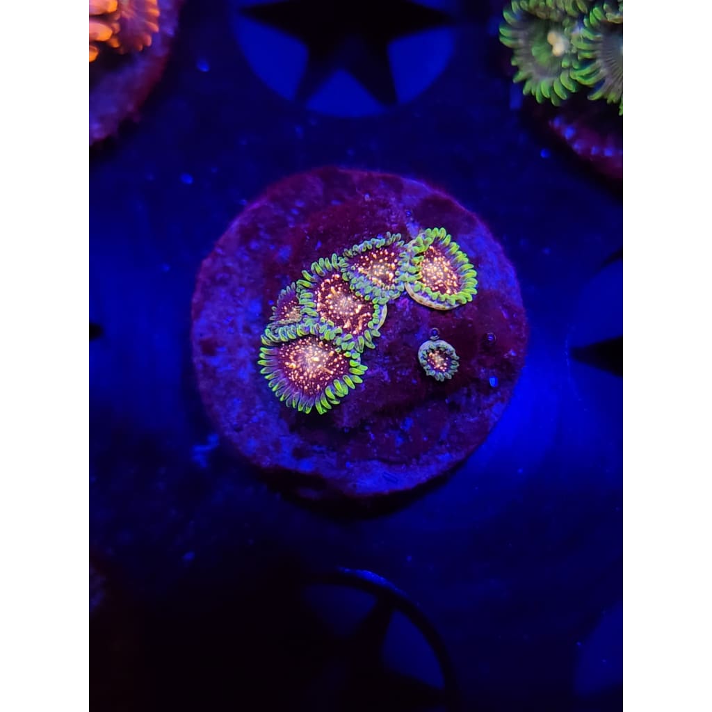 Lowcountry Coral Boys - Cosmic Combustion Zoanthid Frag