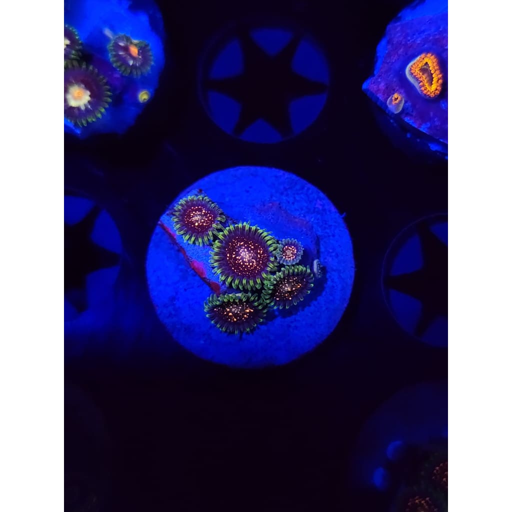 Cosmic Combustion Zoanthid Frag WYSIWYG!