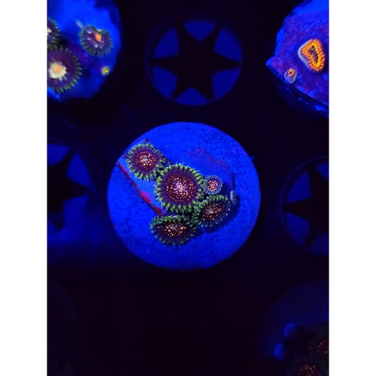 Cosmic Combustion Zoanthid Frag WYSIWYG!