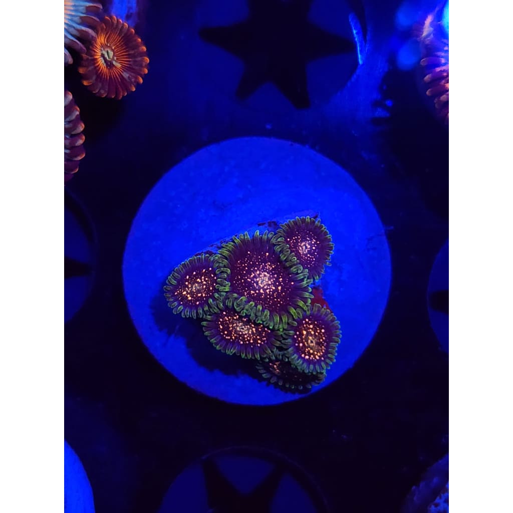 Cosmic Combustions Zoanthid Frag WYSIWYG!