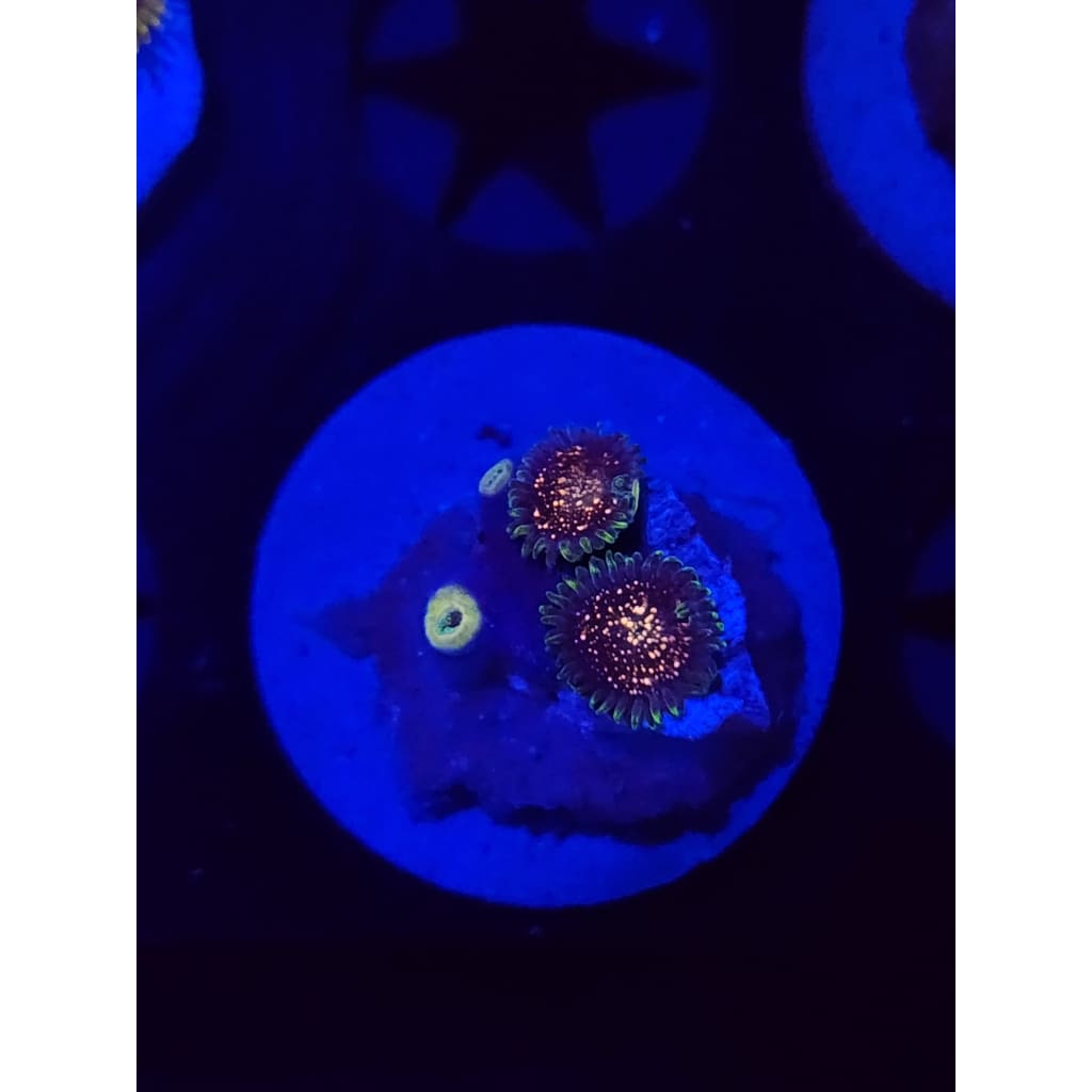 Cosmic Combustions Zoanthid Frag WYSIWYG!