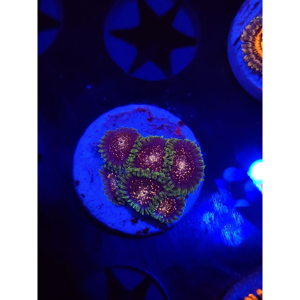 Cosmic Combustions Zoanthid Frag WYSIWYG!