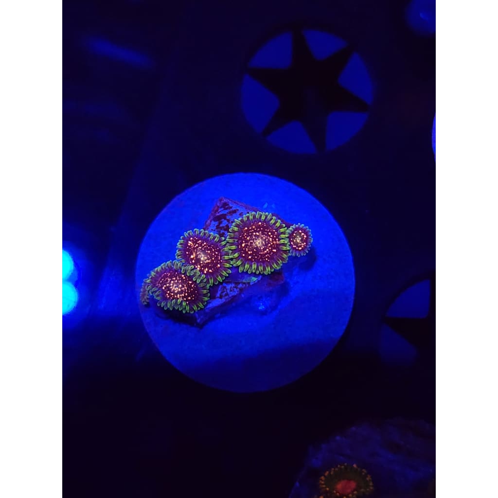 Cosmic Combustions Zoanthid Frag WYSIWYG!