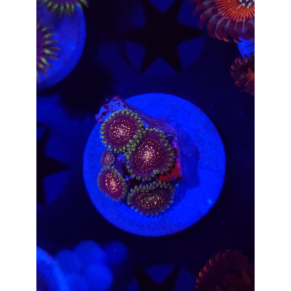 Cosmic Combustions Zoanthid Frag WYSIWYG!