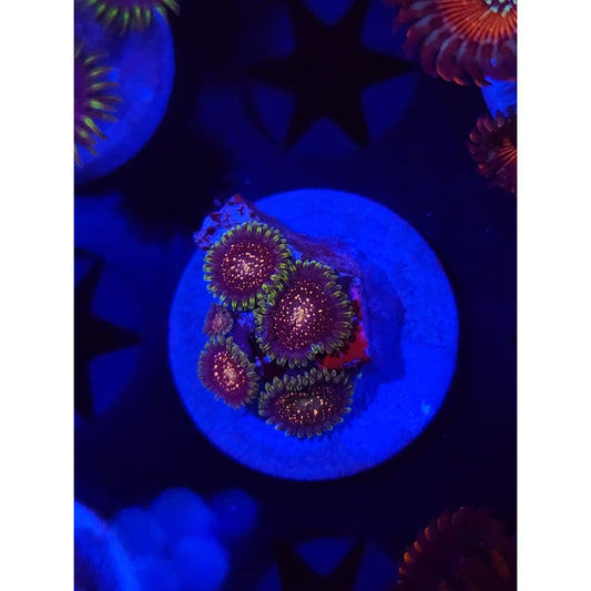 Cosmic Combustions Zoanthid Frag WYSIWYG!