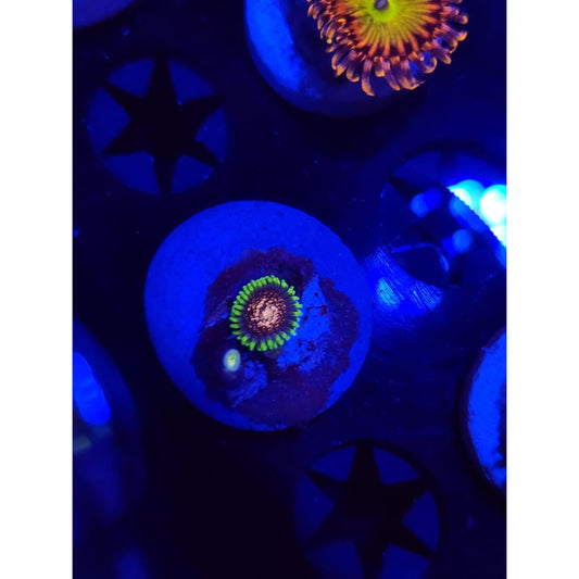 Cosmic Combustions Zoanthid Frag WYSIWYG!