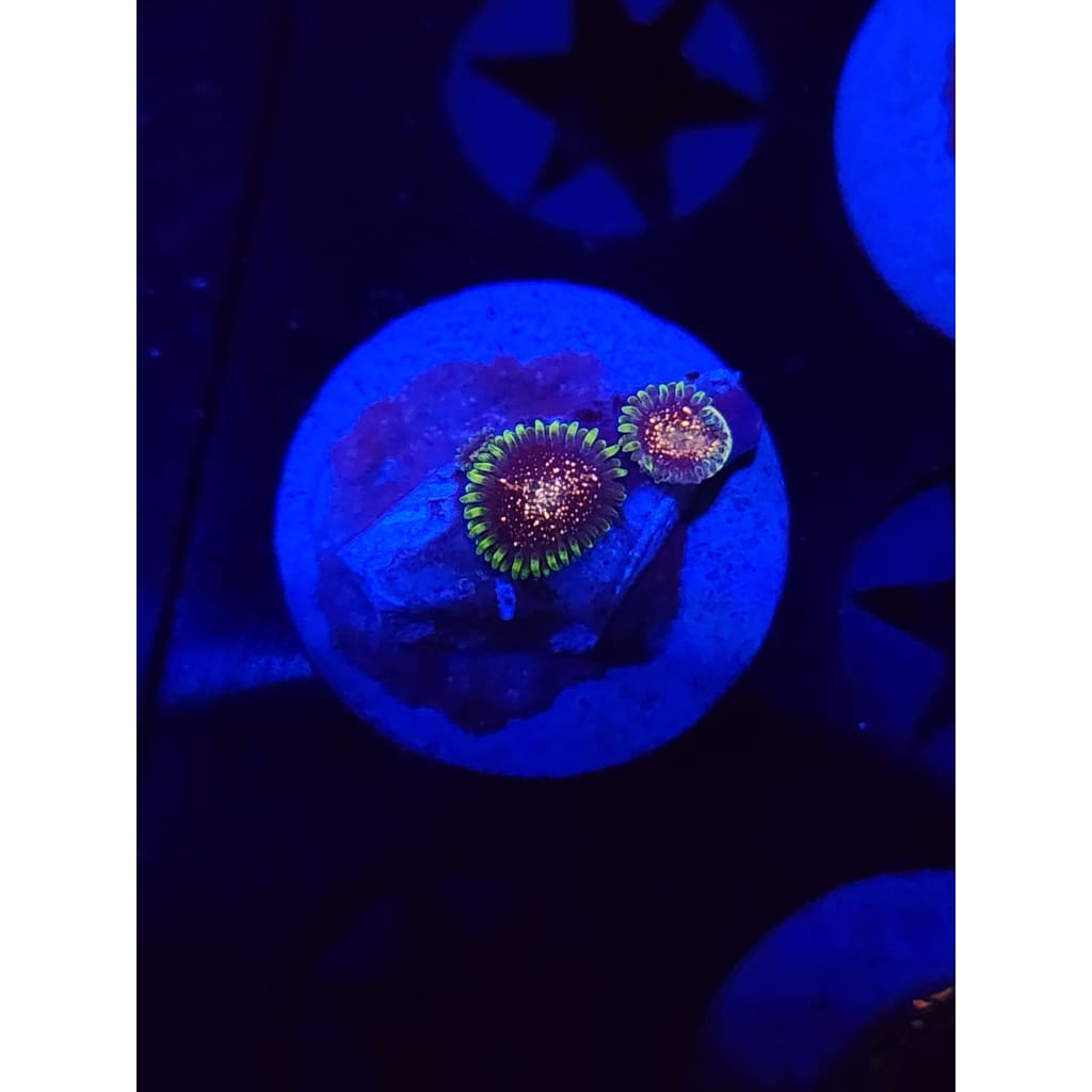 Cosmic Combustions Zoanthid Frag WYSIWYG!