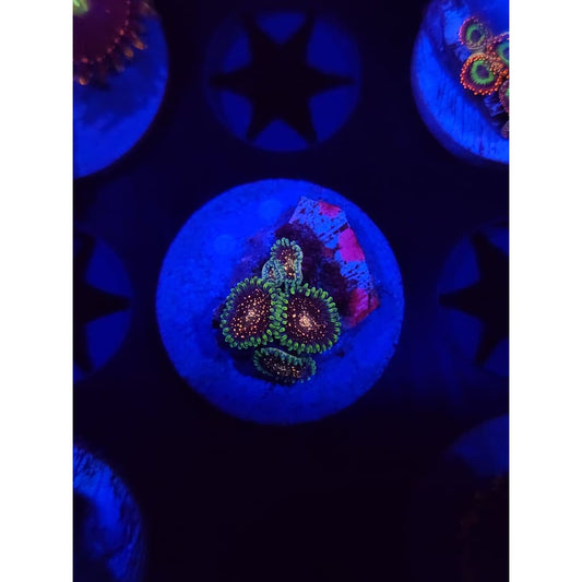 Cosmic Combustions Zoanthid Frag WYSIWYG!