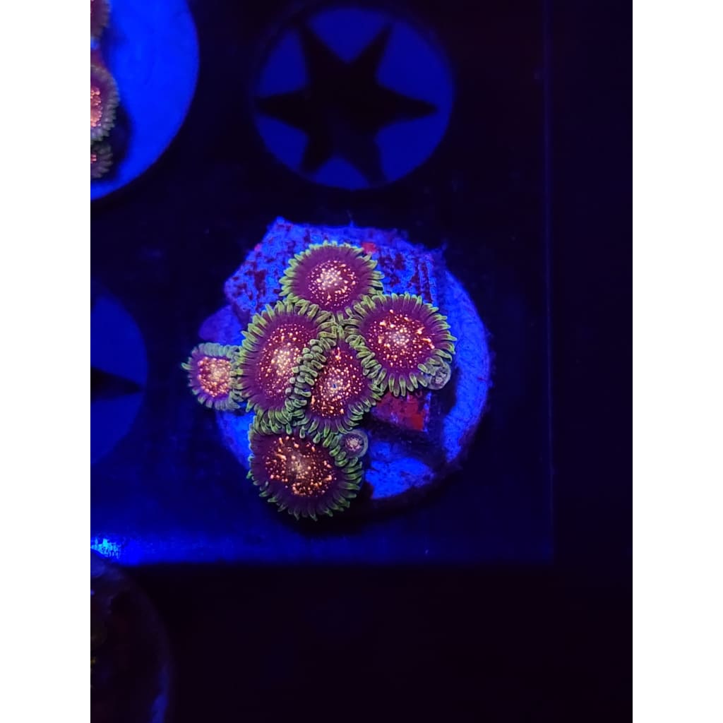 Cosmic Combustions Zoanthid Frag WYSIYWG!