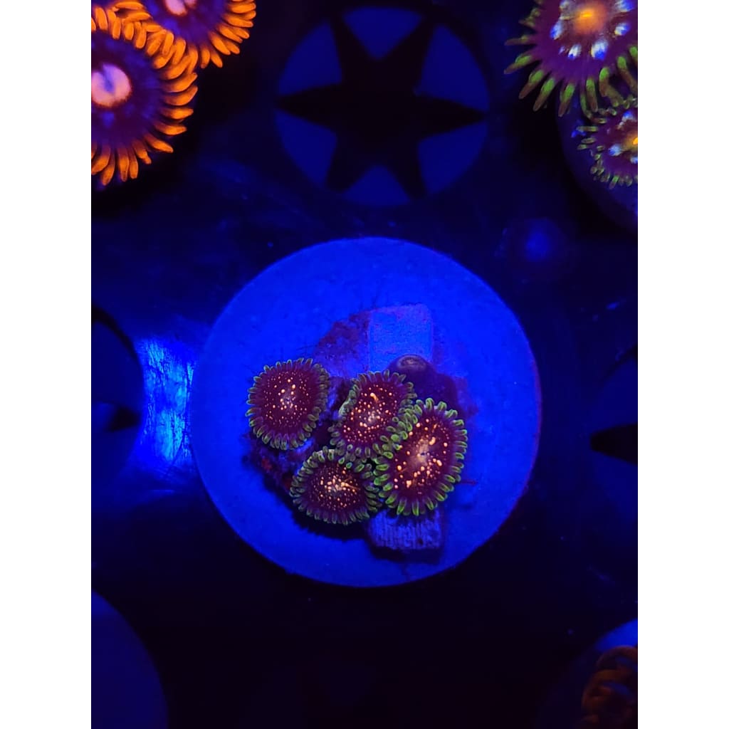 Cosmic Combustions Zoanthid Frag WYSIYWG!
