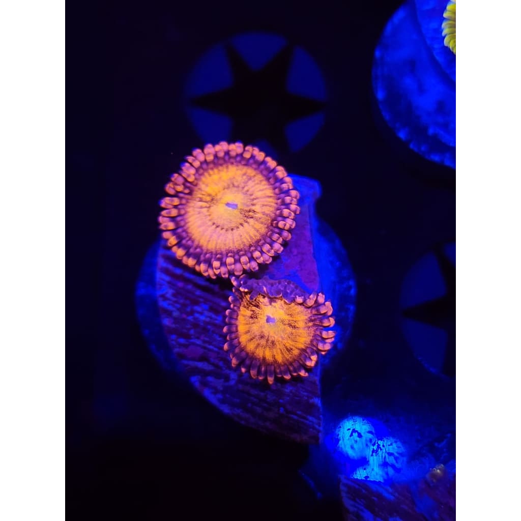 Cry Baby Zoanthid Frag WYSIWYG!