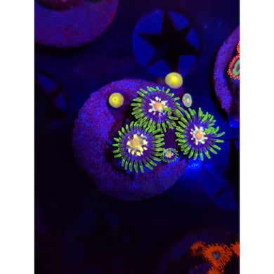 Daisy Cutter Zoanthid Frag WYSIWYG!