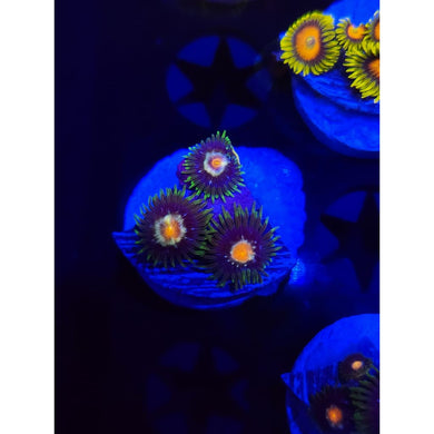 Daisy Cutters Zoanthid Frag WYSIWYG!