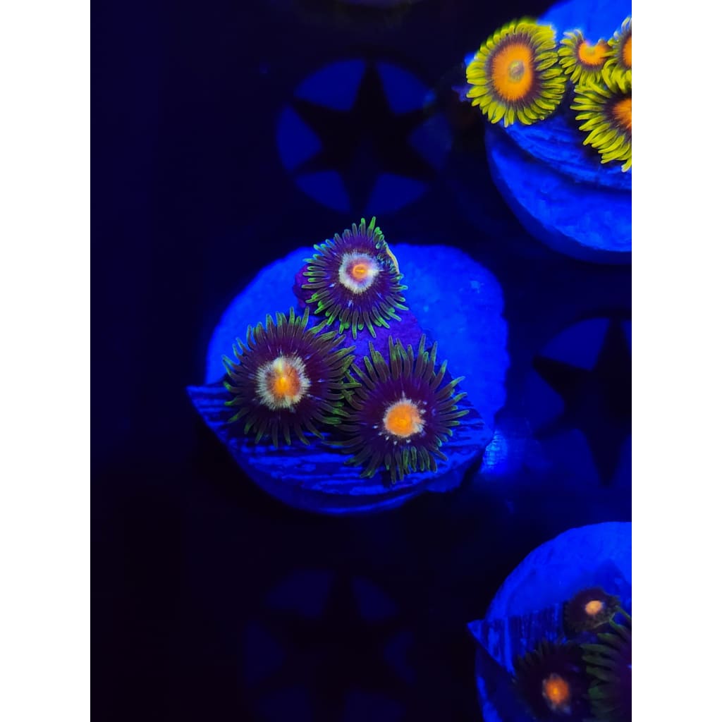 Daisy Cutters Zoanthid Frag WYSIWYG!