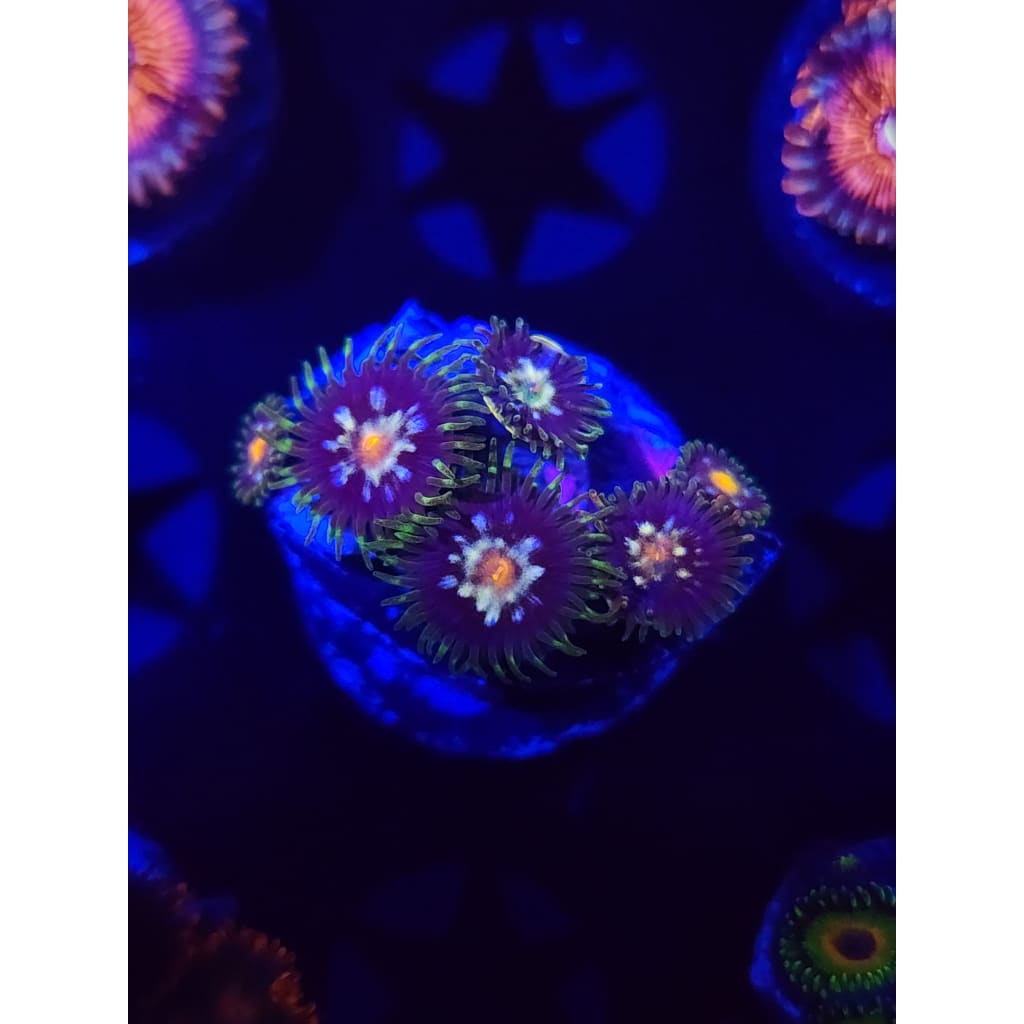 Daisy Cutters Zoanthid Frag WYSIWYG!