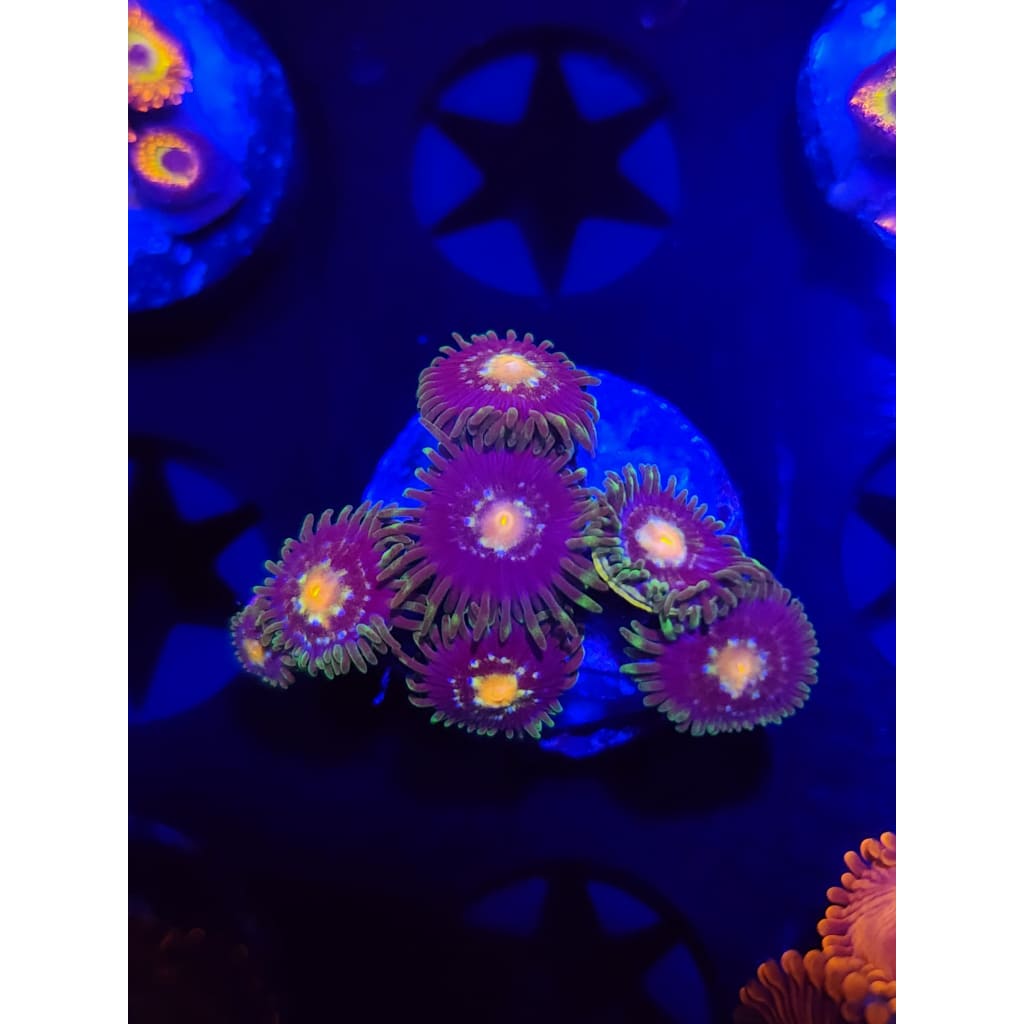 Daisy Cutters Zoanthid Frag WYSIWYG!