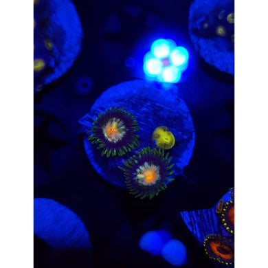 Daisy Cutters Zoanthid Frag WYSIWYG!