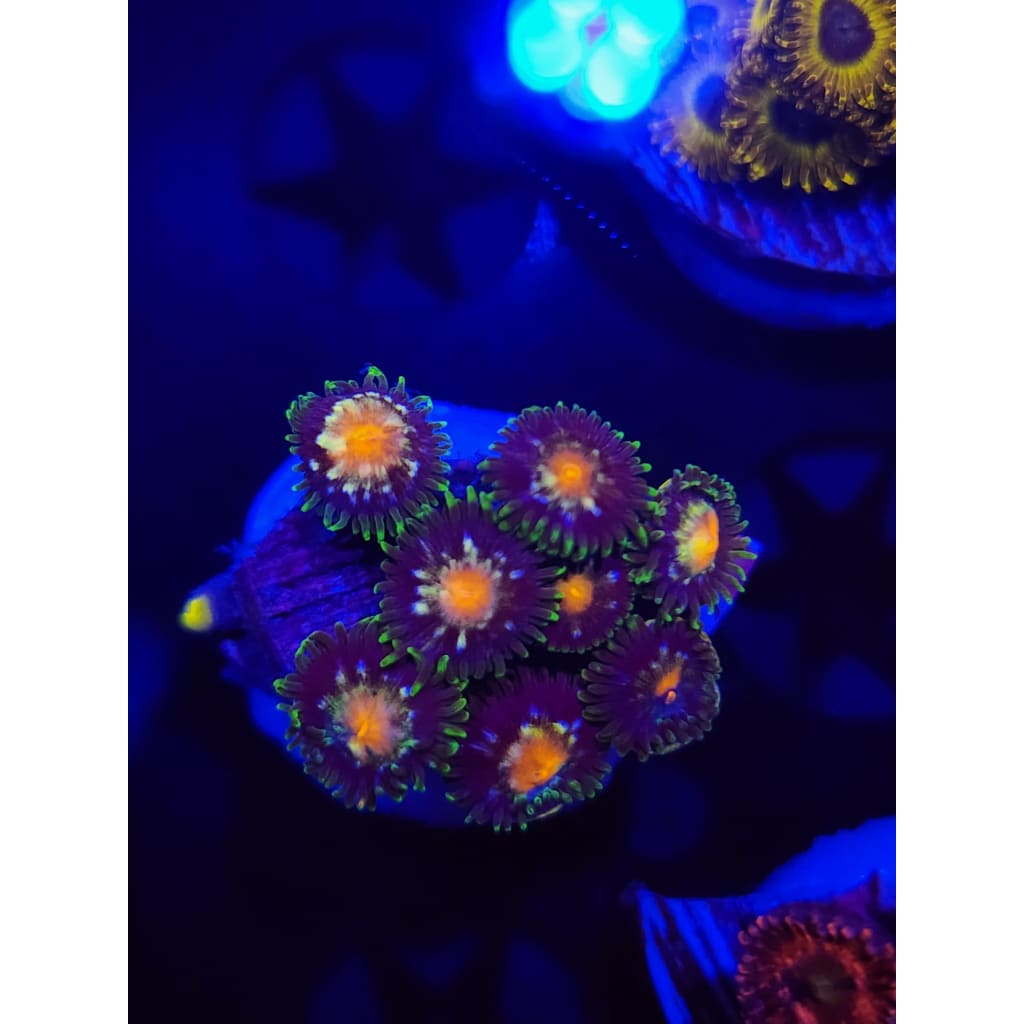 Daisy Cutters Zoanthid Frag WYSIWYG!