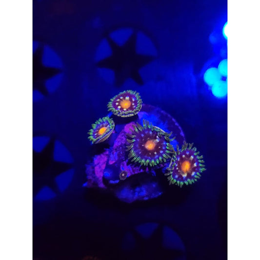Daisy Cutters Zoanthid Frag WYSIWYG!