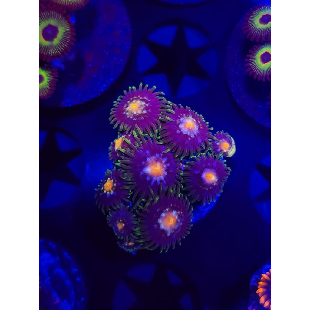 Daisy Cutters Zoanthid Frag WYSIWYG!
