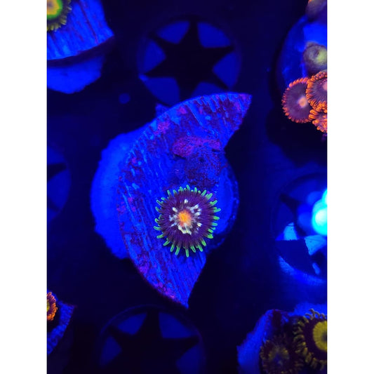 Daisy Cutters Zoanthid Frag WYSIWYG!