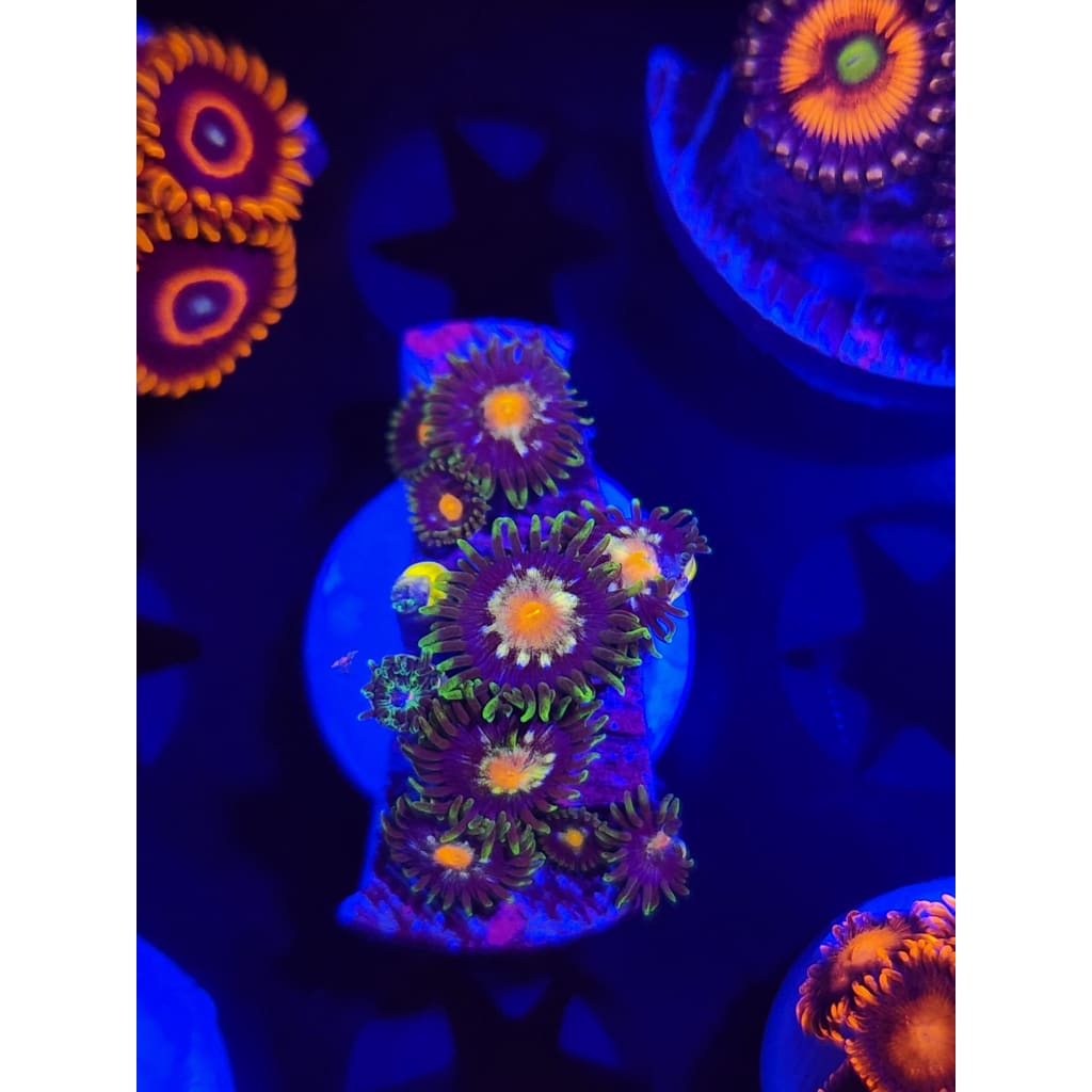 Daisy Cutters Zoanthid Frag WYSIWYG!