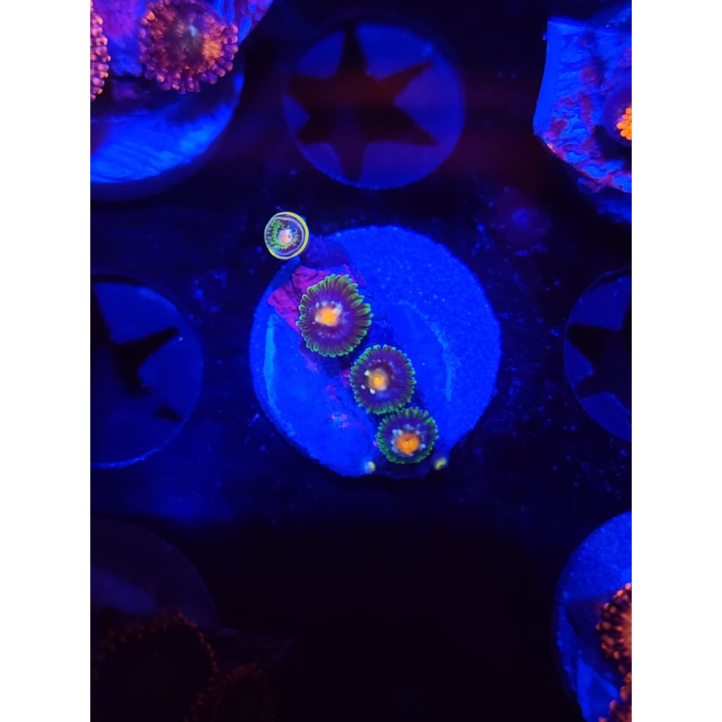 Daisy Cutters Zoanthid Frag WYSIWYG!