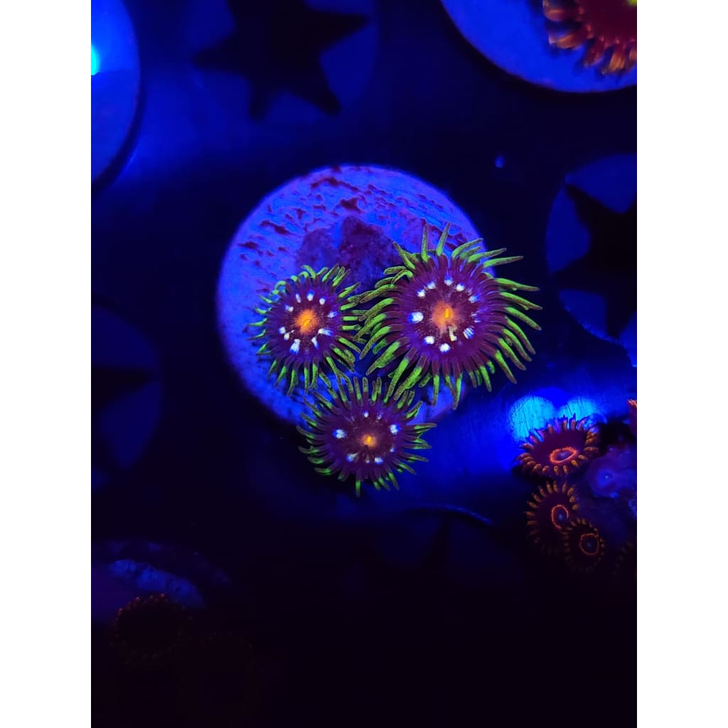 Daisy Cutters Zoanthid Frag WYSIWYG!