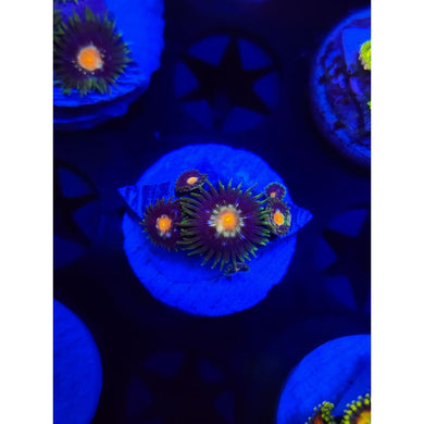 Daisy Cutters Zoanthid Frag WYSIWYG!
