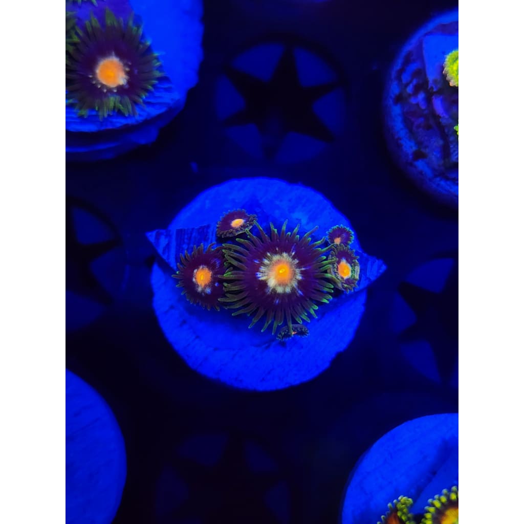 Daisy Cutters Zoanthid Frag WYSIWYG!