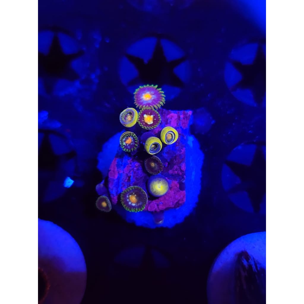 Daisy Cutters Zoanthid Frag WYSIWYG!