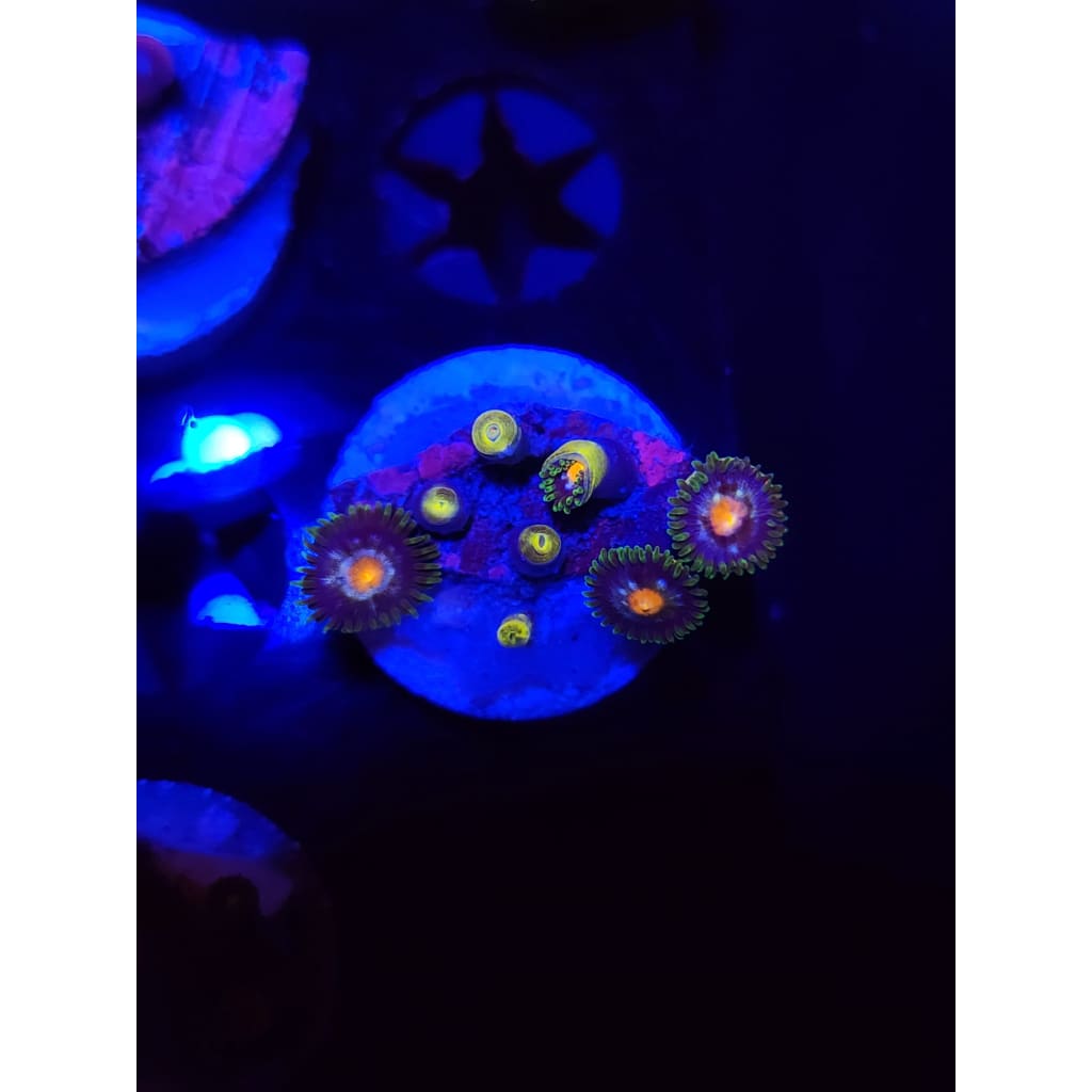 Daisy Cutters Zoanthid Frag WYSIWYG!