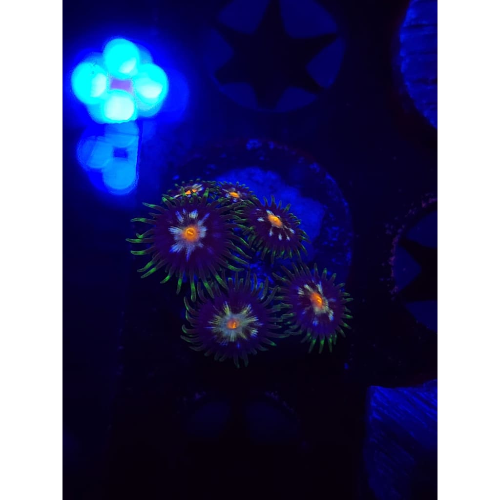 Daisy Cutters Zoanthid Frag WYSIWYG!