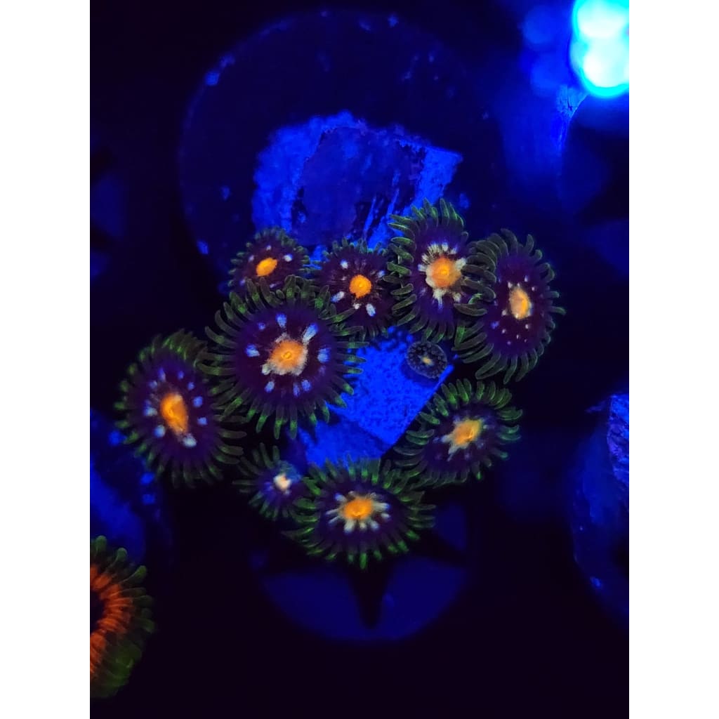 Daisy Cutters Zoanthid Frag WYSIWYG!