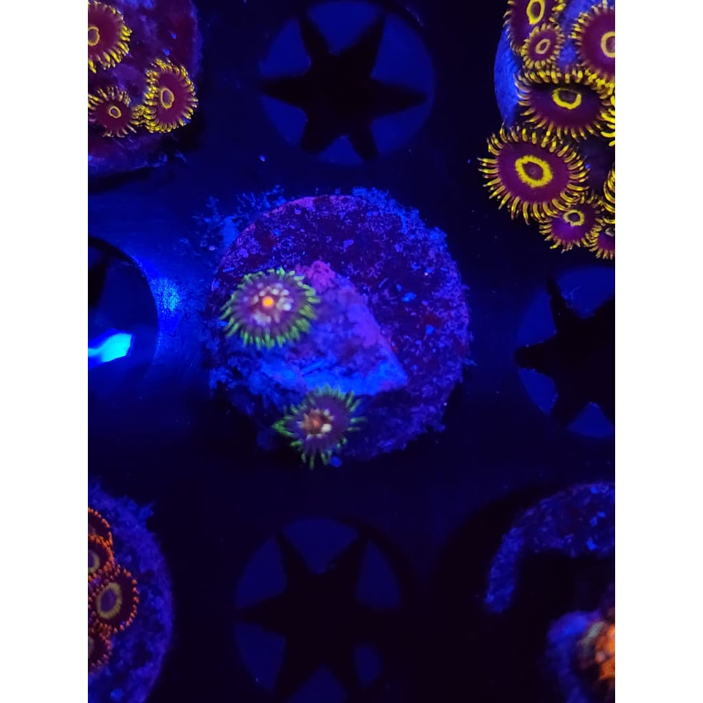 Daisy Cutters Zoanthid Frag WYSIWYG!