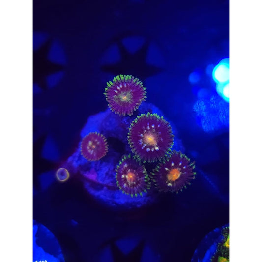 Daisy Cutters Zoanthid Frag WYSIWYG!