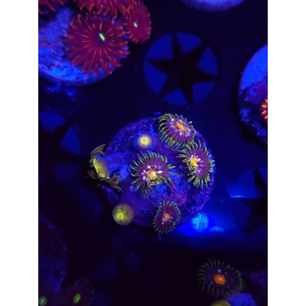 Daisy Cutters Zoanthid Frag WYSIWYG!