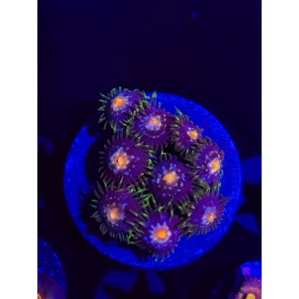 Daisy Cutters Zoanthid Frag WYSIWYG!