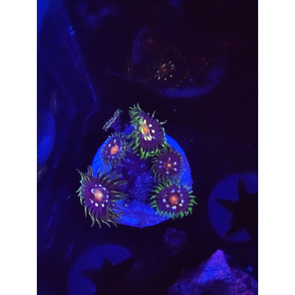 Daisy Cutters Zoanthid Frag WYSIWYG!