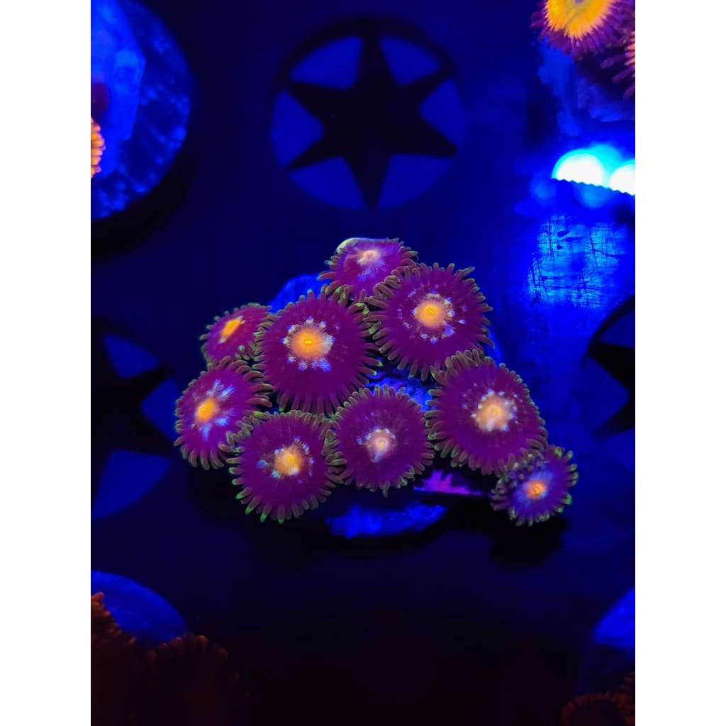 Daisy Cutters Zoanthid Frag WYSIWYG!