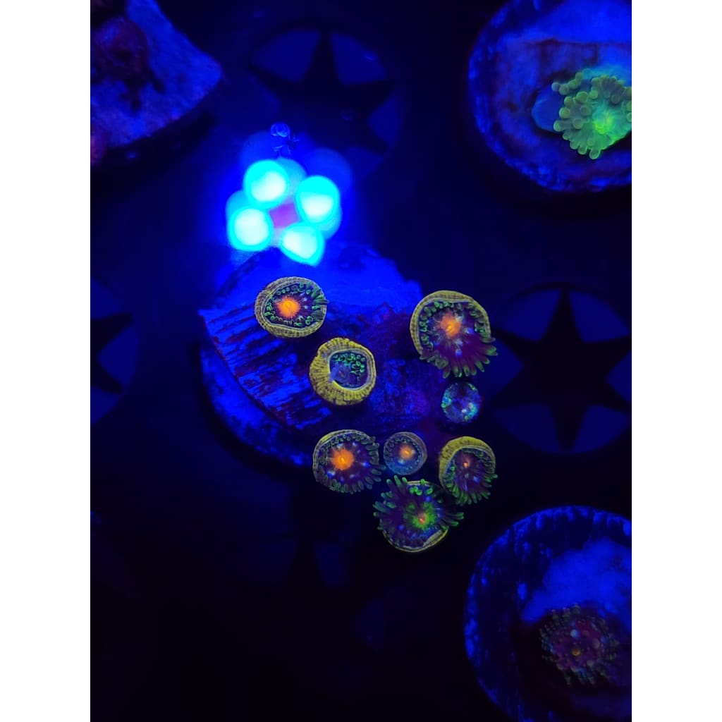 Daisy Cutters Zoanthid Frag WYSIWYG!