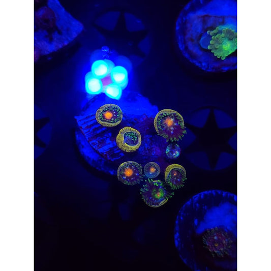 Daisy Cutters Zoanthid Frag WYSIWYG!