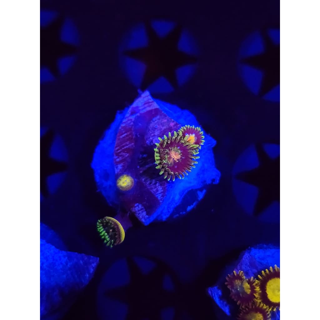 Daisy Cutters Zoanthid Frag WYSIWYG!